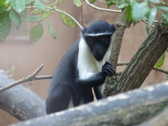 Roloway Monkey photo 5