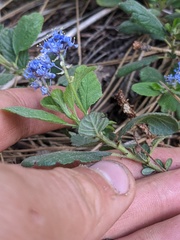 Ceanothus diversifolius