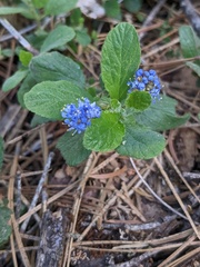 Ceanothus diversifolius