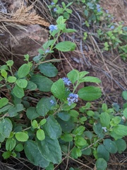 Ceanothus diversifolius