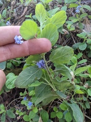 Ceanothus diversifolius