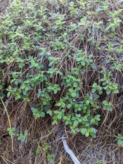 Ceanothus diversifolius