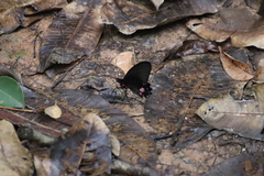 Parides sesostris