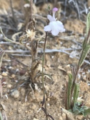Sairocarpus coulterianus