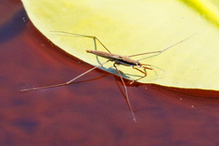 Limnoporus notabilis