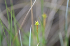 Carex exilis