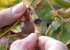 Rhyssomatus marginatus