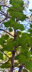 Ribes ciliatum