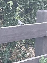 Baeolophus inornatus