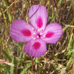 Clarkia gracilis sonomensis