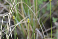 Carex exilis