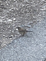 Junco hyemalis