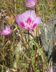 Clarkia gracilis sonomensis