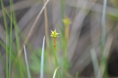 Carex exilis