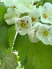 Crataegus holmesiana