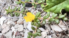 Portulaca psammotropha