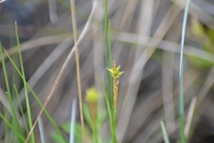 Carex exilis