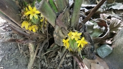 Molineria capitulata