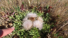 Cirsium scariosum citrinum