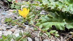 Portulaca psammotropha