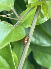 Hippodamia convergens
