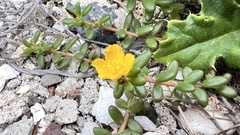 Portulaca psammotropha