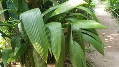 Molineria capitulata