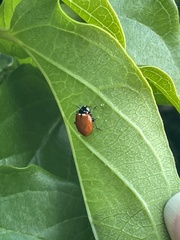 Hippodamia quinquesignata ambigua