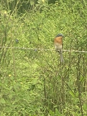 Myiagra rubecula