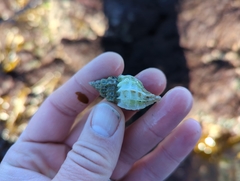 Scabrotrophon stuarti