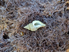 Scabrotrophon stuarti