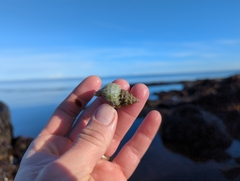 Scabrotrophon stuarti