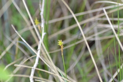 Carex exilis