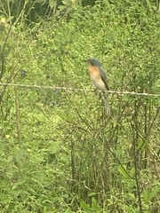 Myiagra rubecula