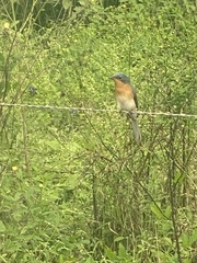 Myiagra rubecula