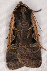 Parabagrotis exsertistigma