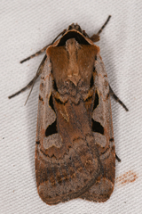 Parabagrotis formalis