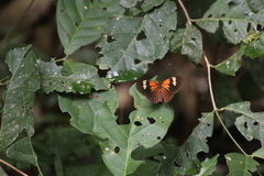 Heliconius xanthocles