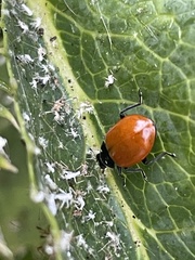 Hippodamia quinquesignata ambigua
