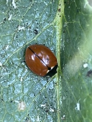 Coccinella californica