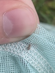Cylindrocopturus