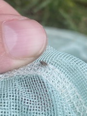 Cylindrocopturus