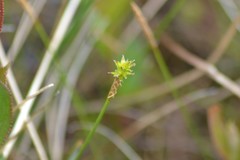 Carex exilis
