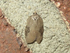 Acleris chalybeana