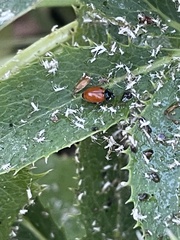 Hippodamia quinquesignata ambigua