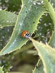 Hippodamia convergens