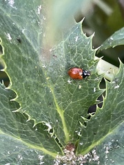 Hippodamia quinquesignata ambigua
