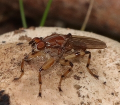 Tapeigaster pulverea