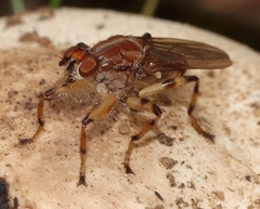 Tapeigaster pulverea