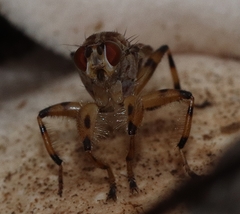 Tapeigaster pulverea